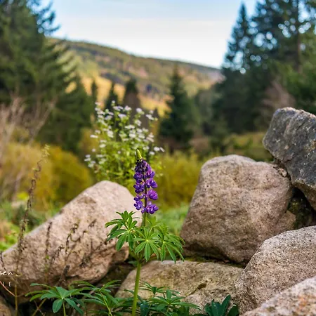 Feriendomizil Am Roessleberg, Hinterzarten
